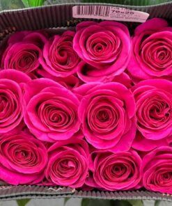 Hoa Hồng Pink Floyd