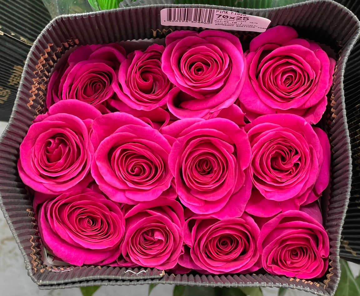 Hoa Hồng Pink Floyd